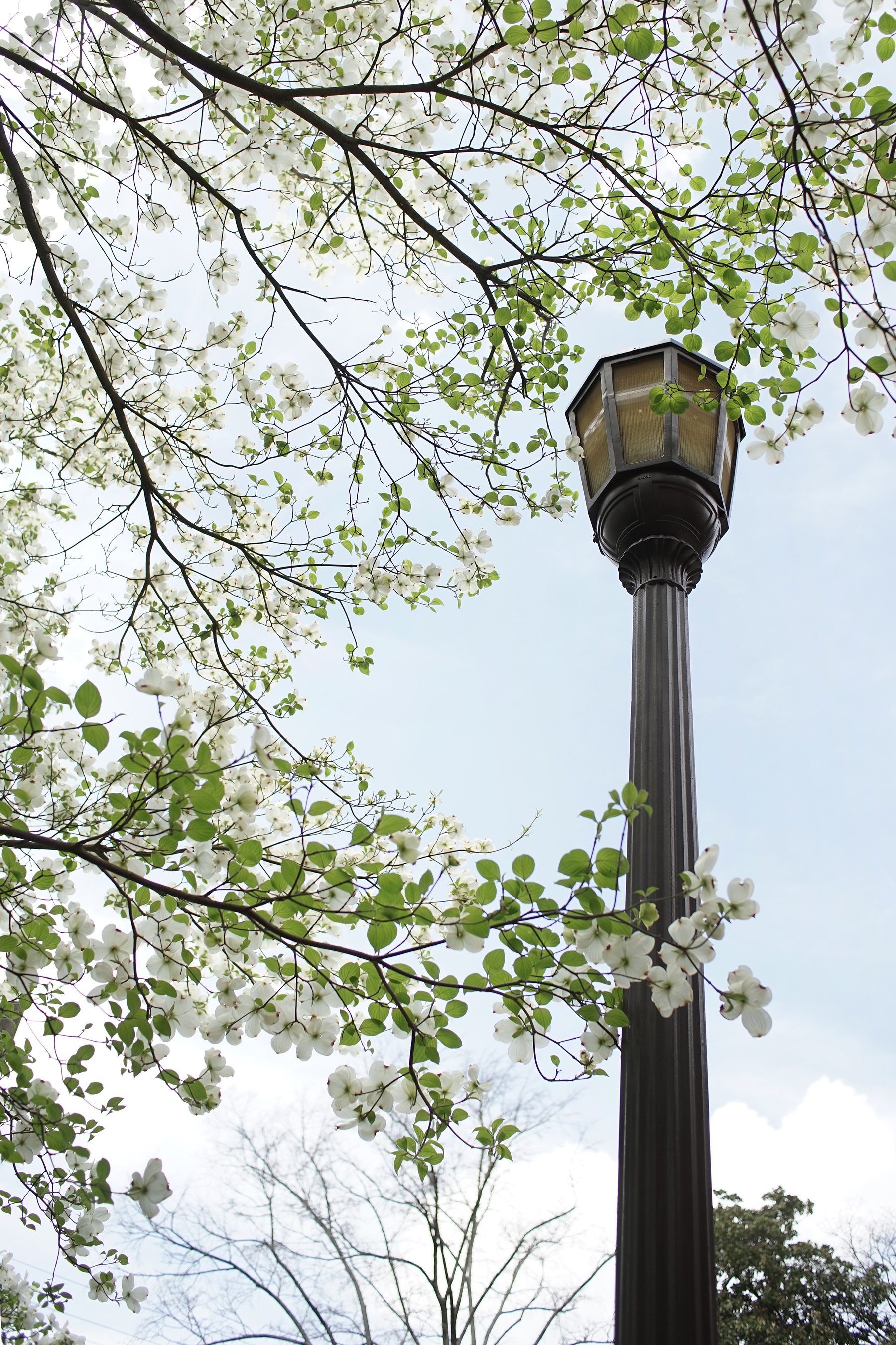 institute assessment council